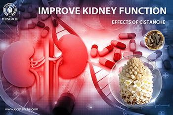 Staying Up Late And Damaging The Kidneys? Cistanche Will Help You Slowly Repl...