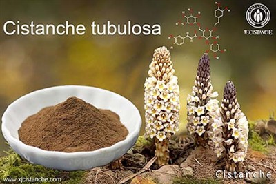 Cistanche benefits for the bodybuilding men Cistanche benefits for the bodybuilding men