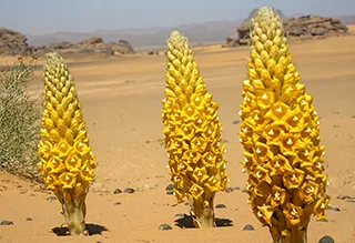 Current Status And Crisis Analysis Of Wild Cistanche Resources