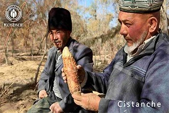 Comparison Of Effective Ingredient Content And Quality Evaluation Of Cistanch...