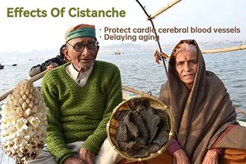 The Unique Value Of Cistanche Tubulosa in The Prevention Of Elderly Tumors
