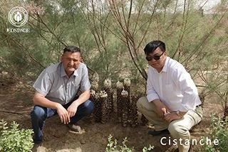 Producing Over Ten Thousand Per Mu Is Not A Dream: Key Cultivation Techniques...