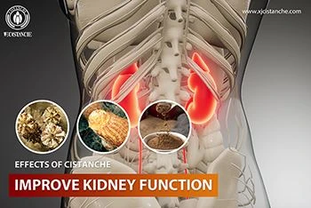 Why Does Traditional Chinese Medicine Always Mention Cistanche Tubulosa For P...