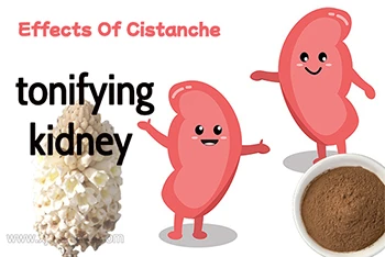In Depth Analysis Of Traditional Chinese Medicine: Why Does Cistanche Tubulos...