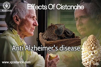 Cistanche Tubulosa As A Traditional Chinese Medicine,Its Potential in The Tre...