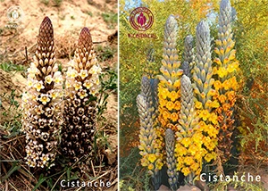 The Difference Between Xinjiang Cistanche Tubulosa And Desert Cistanche Deser...
