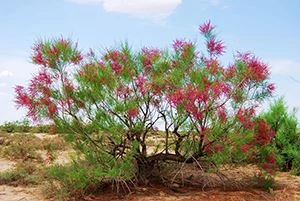 Desert Cistanche: One Hundred Million Red Willows Light Up The Western Region