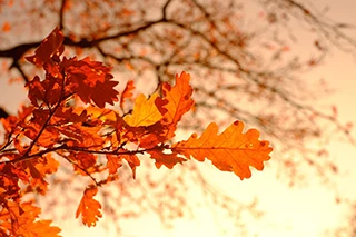 How To Properly Consume Cistanche For Autumn Health Preservation?