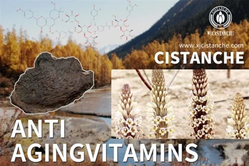 Cistanche Extract For Skincare: A Practical Guide To Verbascoside, Skin-Barri...