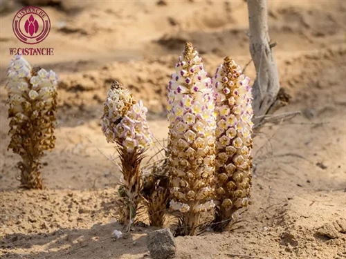 What’s In The Desert?