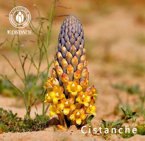 Cistanche tubulosa 6 Cistanche tubulosa 6