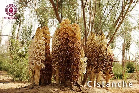 cistanche deserticola cistanche deserticola