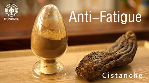 news-480-268 Cistanche tubulosa-Anti Fatigue.jpg