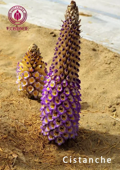 cistanche cistanche