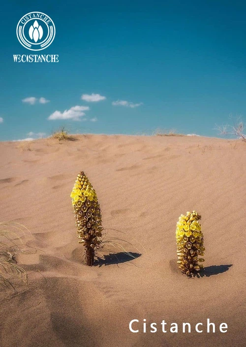 cistanche cistanche