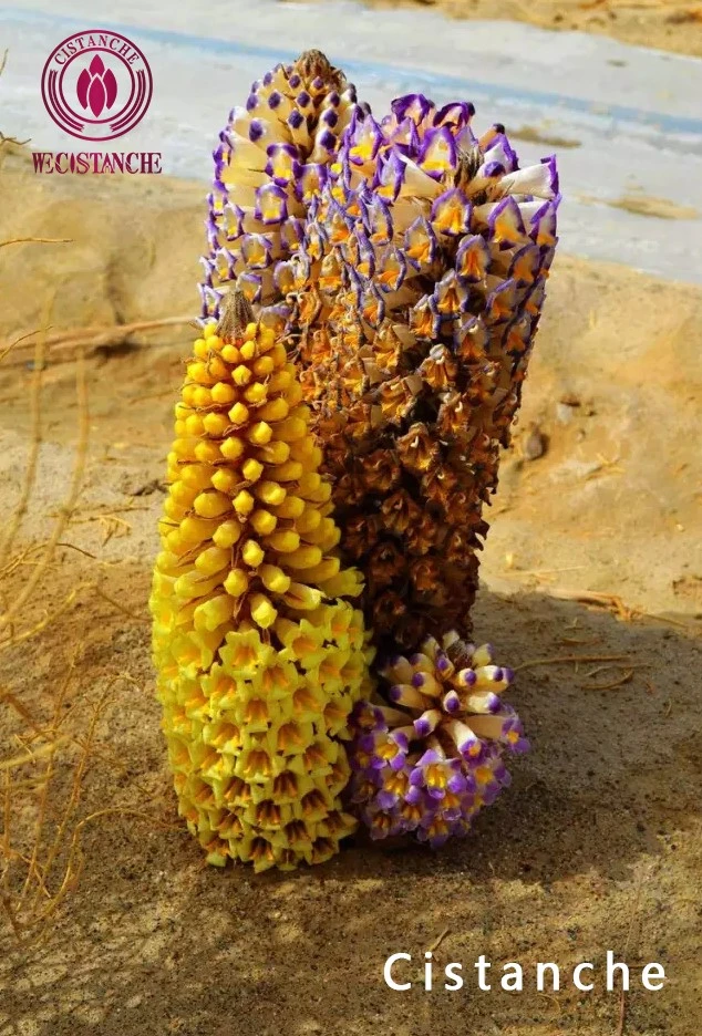 cistanche cistanche