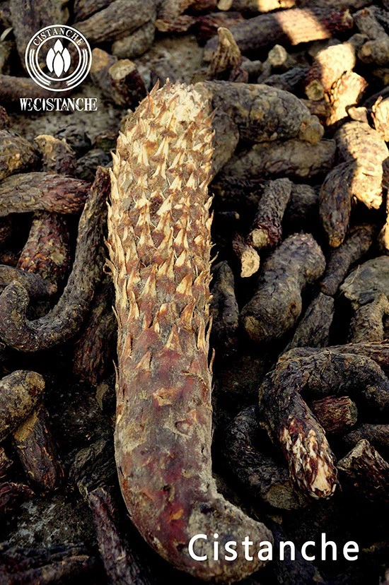 news-550-828 news-550-828