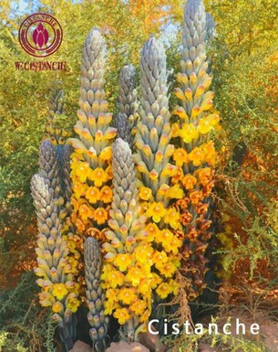 Cistanche benefits for Relieving constipation Cistanche benefits for Relieving constipation