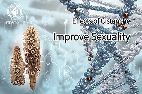 Cistanche tubulosa 6 Cistanche tubulosa 6