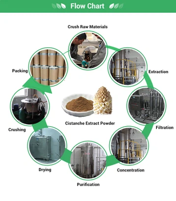 Cistanche Tubulosa Extract For Anti-aging Cistanche Tubulosa Extract For Anti-aging