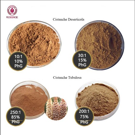 Cistanche Benefits For The Human Brain Cistanche Benefits For The Human Brain