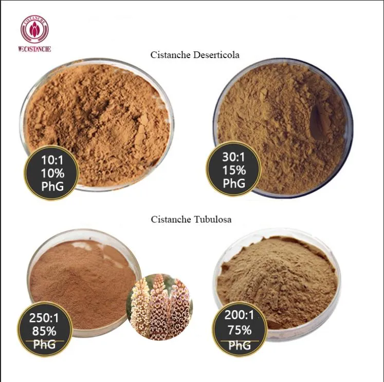 Cistanche benefits for the bone health Cistanche benefits for the bone health