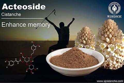 Acteoside in Cistanche Cistanche application Acteoside in Cistanche Cistanche application