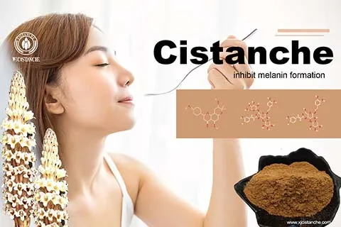 Skincare Cistanche 2 Skincare Cistanche 2