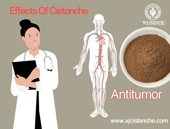 effects of cistanche-antitumor (2) effects of cistanche-antitumor (2)