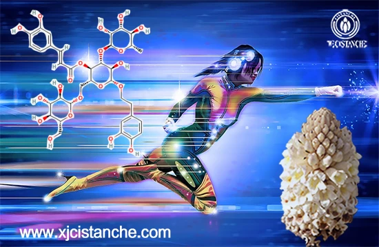 Echinoside, the main chemical component of Cistanche tubulosa Echinoside, the main chemical component of Cistanche tubulosa