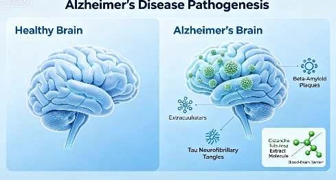 Cistanche benefits for the human brain