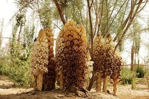 Cistanche Benefits For Anti-Parkinson's Disease Cistanche Benefits For Anti-Parkinson's Disease