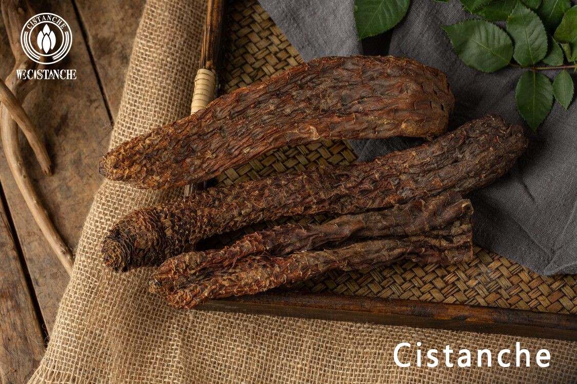 cistanche benefits 4