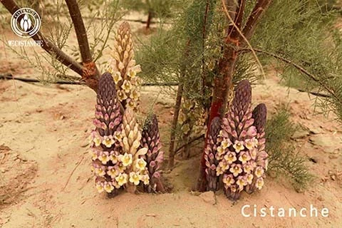 cistanche tubulosa 3