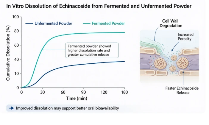 Influence Of Fermentation Incubation Time On Echinacoside Accumulation Influence Of Fermentation Incubation Time On Echinacoside Accumulation