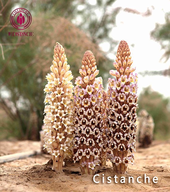 Chinese herb cistanche Chinese herb cistanche