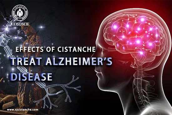 Desert living cistanche-prevent Alzheimers disease 7 Desert living cistanche-prevent Alzheimers disease 7
